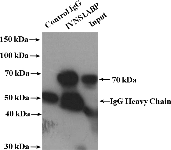 IP Result of anti-IVNS1ABP (IP:Catalog No:111875, 4ug; Detection:Catalog No:111875 1:800) with mouse heart tissue lysate 4000ug.