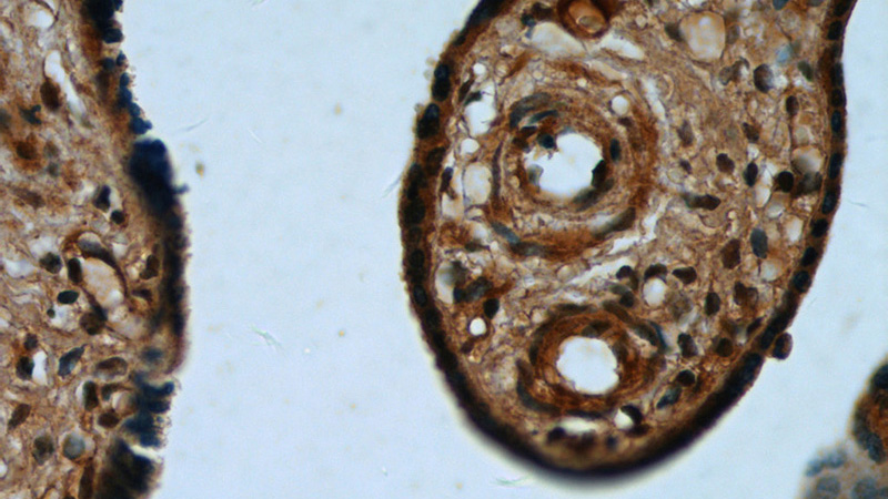 Immunohistochemistry of paraffin-embedded human placenta tissue slide using Catalog No:116679(UCN2 Antibody) at dilution of 1:50 (under 40x lens)