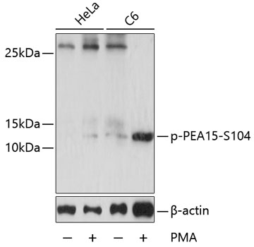 Western blot - Phospho-PEA15-S104 pAb 