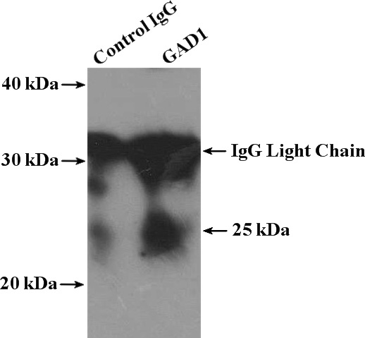 IP Result of anti-GAD1 (IP:Catalog No:110816, 4ug; Detection:Catalog No:110816 1:500) with HEK-293 cells lysate 3680ug.