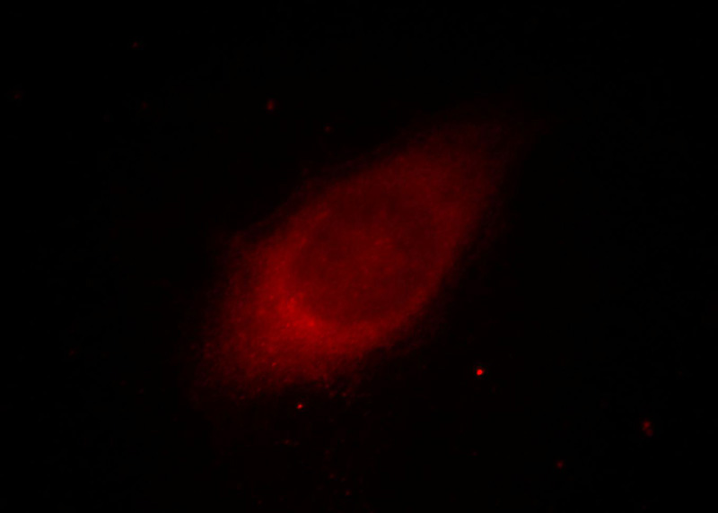 Immunofluorescent analysis of HepG2 cells, using AKR1C4 antibody Catalog No:107942 at 1:25 dilution and Rhodamine-labeled goat anti-rabbit IgG (red).