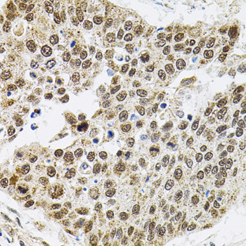 Immunohistochemistry - BAF60a Polyclonal Antibody 