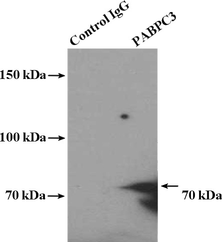 IP Result of anti-PABPC3 (IP:Catalog No:113475, 4ug; Detection:Catalog No:113475 1:300) with mouse testis tissue lysate 3600ug.