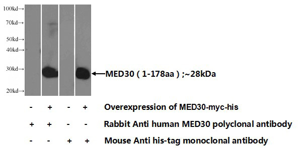 Transfected HEK-293 cells were subjected to SDS PAGE followed by western blot with Catalog No:112590(MED30 Antibody) at dilution of 1:1000