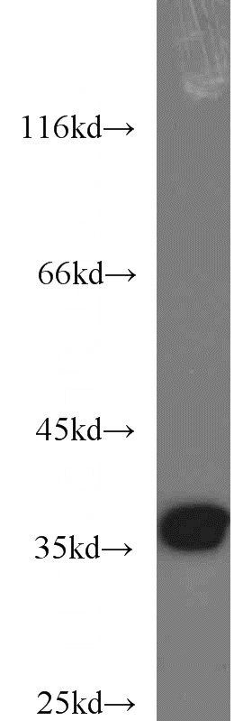 HeLa cells were subjected to SDS PAGE followed by western blot with Catalog No:108137(APEX1 antibody) at dilution of 1:1000