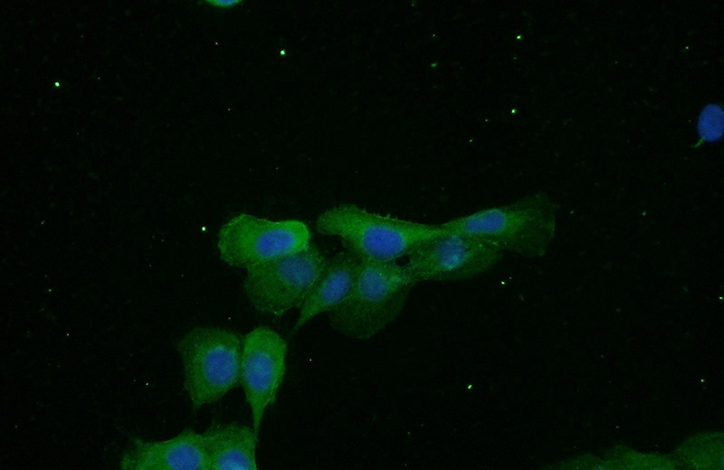 Immunofluorescent analysis of A431 cells using Catalog No:110346(EPCAM Antibody) at dilution of 1:50 and Alexa Fluor 488-congugated AffiniPure Goat Anti-Rabbit IgG(H+L)