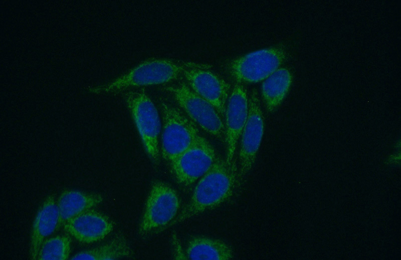 Immunofluorescent analysis of (10% Formaldehyde) fixed HepG2 cells using Catalog No:112810(MRPL11 Antibody) at dilution of 1:50 and Alexa Fluor 488-congugated AffiniPure Goat Anti-Rabbit IgG(H+L)
