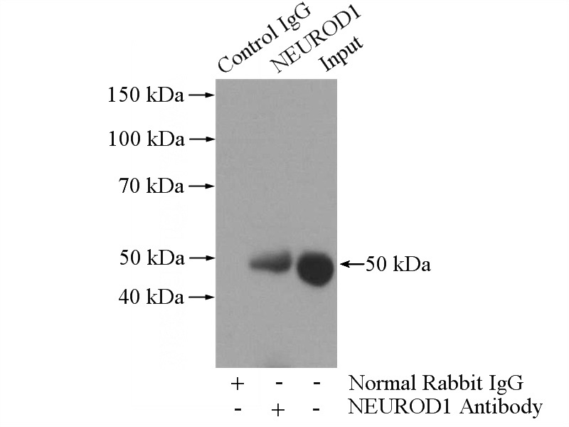 IP Result of anti-NEUROD1 (IP:Catalog No:113125, 3ug; Detection:Catalog No:113125 1:200) with Y79 cells lysate 2000ug.