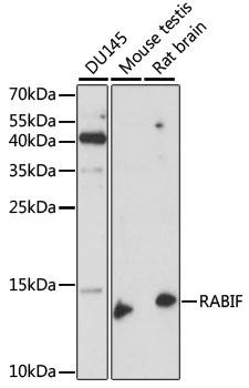 Western blot - RABIF Polyclonal Antibody 