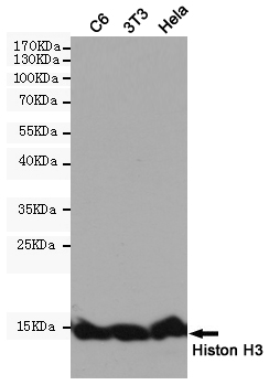 Western blot detection of Histone H3 in C6,3T3,Hela cell lysates using Histone H3 (Zebrafish Specific) (2C4) Mouse mAb(1:10000 diluted).Predicted band size:15KDa.Observed band size:15KDa.