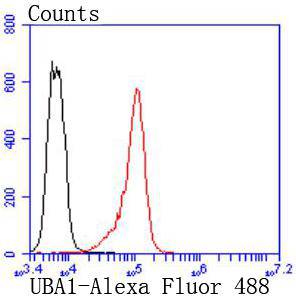 Fig7:; Flow cytometric analysis of Ubiquitin-like modifier-activating enzyme 1 was done on K562 cells. The cells were fixed, permeabilized and stained with the primary antibody ( 1/50) (red). After incubation of the primary antibody at room temperature for an hour, the cells were stained with a Alexa Fluor 488-conjugated Goat anti-Rabbit IgG Secondary antibody at 1/1000 dilution for 30 minutes.Unlabelled sample was used as a control (cells without incubation with primary antibody; black).