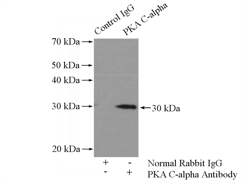 IP Result of anti-PRKACA (IP:Catalog No:113844, 4ug; Detection:Catalog No:113844 1:500) with mouse brain tissue lysate 2640ug.