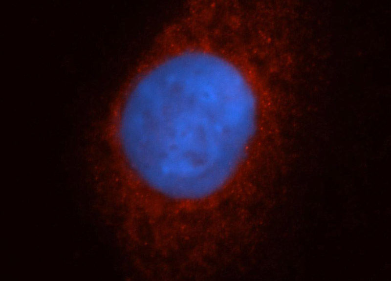 Immunofluorescent analysis of HepG2 cells, using CYP17A1 antibody Catalog No:109681 at 1:50 dilution and Rhodamine-labeled goat anti-rabbit IgG (red). Blue pseudocolor = DAPI (fluorescent DNA dye).