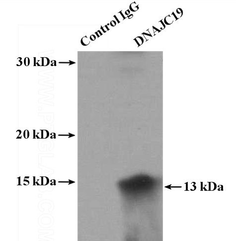IP Result of anti-DNAJC19 (IP:Catalog No:110107, 4ug; Detection:Catalog No:110107 1:1000) with mouse heart tissue lysate 4000ug.