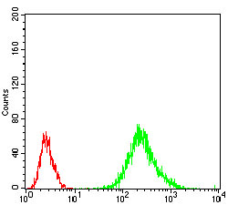 Flow cytometric analysis of Jurkat cells using RANBP9 mouse mAb (green) and negative control (red).