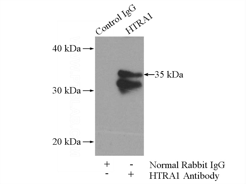 IP Result of anti-HTRA1 (IP:Catalog No:111714, 4ug; Detection:Catalog No:111714 1:500) with L02 cells lysate 1400ug.