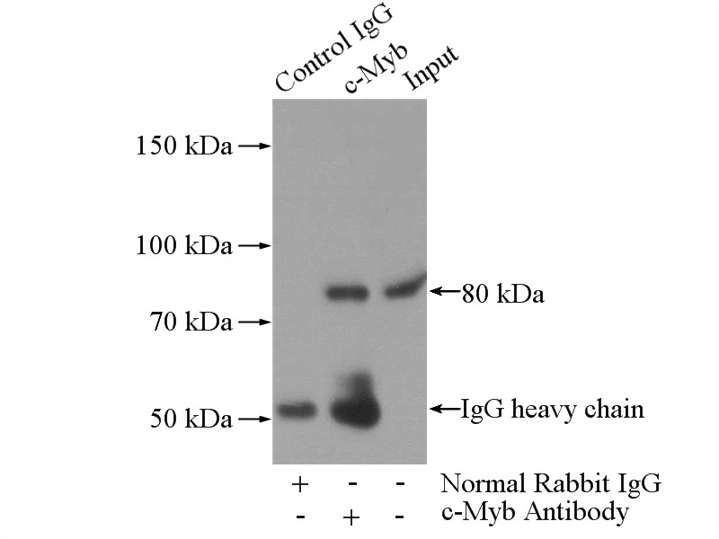 IP Result of anti-MYB (IP:Catalog No:109417, 4ug; Detection:Catalog No:109417 1:300) with HL-60 cells lysate 4000ug.