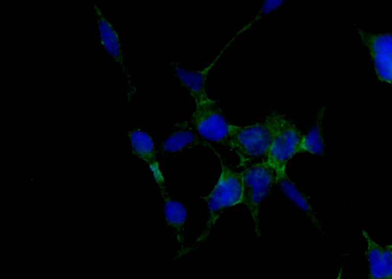 Immunofluorescent analysis of HEK-293 cells using Catalog No:108344(ATP1B1 Antibody) at dilution of 1:25 and Alexa Fluor 488-congugated AffiniPure Goat Anti-Rabbit IgG(H+L)