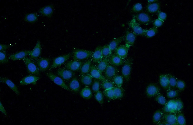 Immunofluorescent analysis of HeLa cells using Catalog No:110420(EYA1 Antibody) at dilution of 1:50 and Alexa Fluor 488-congugated AffiniPure Goat Anti-Rabbit IgG(H+L)