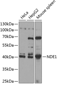Western blot - NDE1 Polyclonal Antibody 
