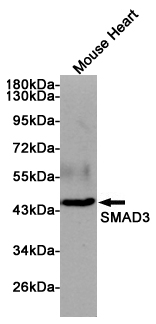 Western blot analysis of extract from mouse heart using Smad3 Mouse mAb at 1:1000 dilution. Predicted band size: 48KDa. Observed band size: 48KDa.