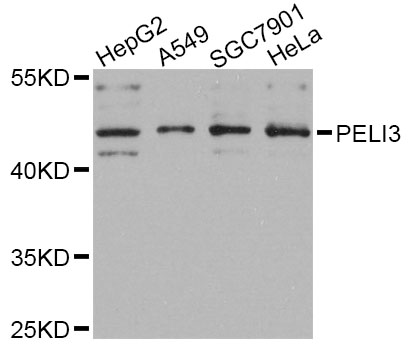 Western blot - PELI3 Polyclonal Antibody 