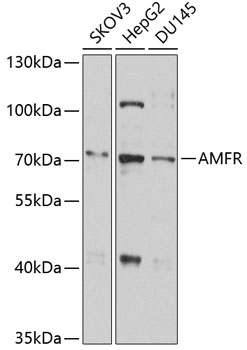 Western blot - AMFR Polyclonal Antibody 