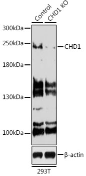 Western blot - CHD1 Polyclonal Antibody 