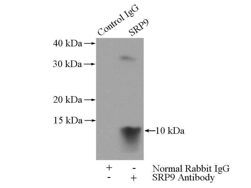 IP Result of anti-SRP9 (IP:Catalog No:115595, 3ug; Detection:Catalog No:115595 1:500) with HepG2 cells lysate 3600ug.