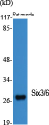 Fig1:; Western Blot analysis of various cells using Six3/6 Polyclonal Antibody cells nucleus extracted by Minute TM Cytoplasmic and Nuclear Fractionation kit (SC-003,Inventbiotech,MN,USA).