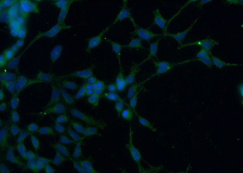Immunofluorescent analysis of (-20oc Ethanol) fixed HEK-293 cells using Catalog No:107936(AKD1 Antibody) at dilution of 1:50 and Alexa Fluor 488-congugated AffiniPure Goat Anti-Rabbit IgG(H+L)
