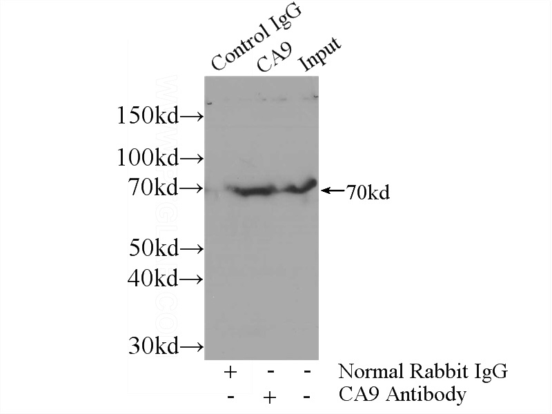 IP Result of anti-CA9 (IP:Catalog No:108740, 4ug; Detection:Catalog No:108740 1:500) with mouse liver tissue lysate 4000ug.