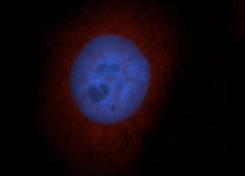 Immunofluorescent analysis of Hela cells, using MGEA5 antibody Catalog No:112598 at 1:50 dilution and Rhodamine-labeled goat anti-rabbit IgG (red). Blue pseudocolor = DAPI (fluorescent DNA dye).