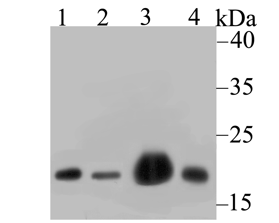 Fig1:; Western blot analysis of NDUFB8 on different lysates. Proteins were transferred to a PVDF membrane and blocked with 5% BSA in PBS for 1 hour at room temperature. The primary antibody ( 1/500) was used in 5% BSA at room temperature for 2 hours. Goat Anti-Rabbit IgG - HRP Secondary Antibody (HA1001) at 1:40,000 dilution was used for 1 hour at room temperature.; Positive control:; Lane 1: 293 cell lysate; Lane 2: A549 cell lysate; Lane 3: Mouse heart tissue lysate; Lane 4: Rat spleen tissue lysate