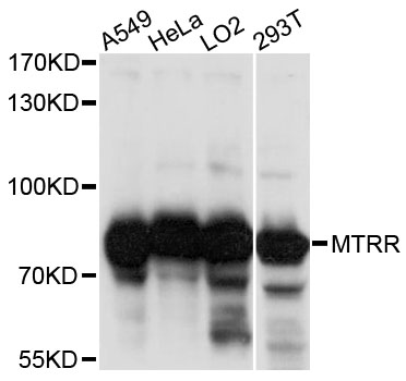 Western blot - MTRR Polyclonal Antibody 