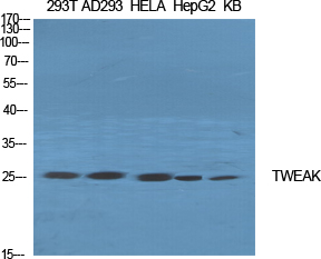 Fig1:; Western Blot analysis of various cells using TWEAK Polyclonal Antibody diluted at 1:2000. Secondary antibody(catalog#:HA1001) was diluted at 1:20000