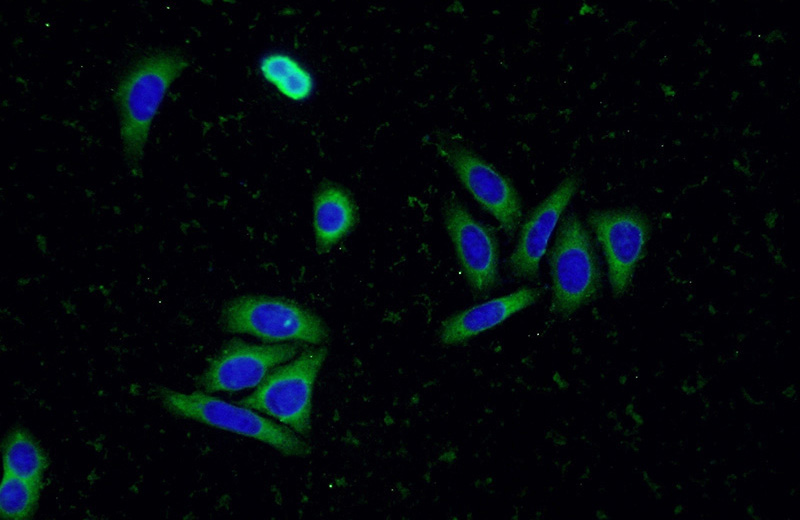 Immunofluorescent analysis of (-20oc Ethanol) fixed HepG2 cells using Catalog No:111198(GRB10 Antibody) at dilution of 1:50 and Alexa Fluor 488-congugated AffiniPure Goat Anti-Rabbit IgG(H+L)