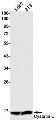 Western blot detection of Cystatin C in K562,3T3 cell lysates using Cystatin C Rabbit mAb(1:1000 diluted).Predicted band size:16kDa.Observed band size:13kDa.