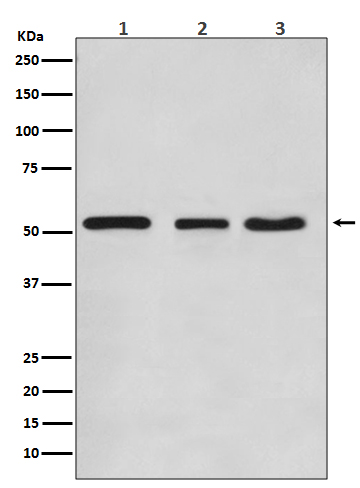Western blot analysis of KLF4 expression in (1) HeLa cell lysate; (2) NIH/3T3 cell lysate; (3) C6 cell lysate.