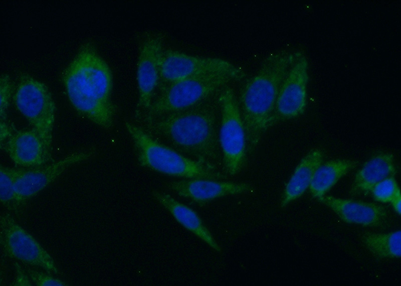 Immunofluorescent analysis of HepG2 cells using Catalog No:109334(CLASP2 Antibody) at dilution of 1:50 and Alexa Fluor 488-congugated AffiniPure Goat Anti-Rabbit IgG(H+L)