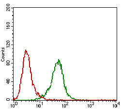 Flow cytometric analysis of Hela cells using PDK2 mouse mAb (green) and negative control (red).