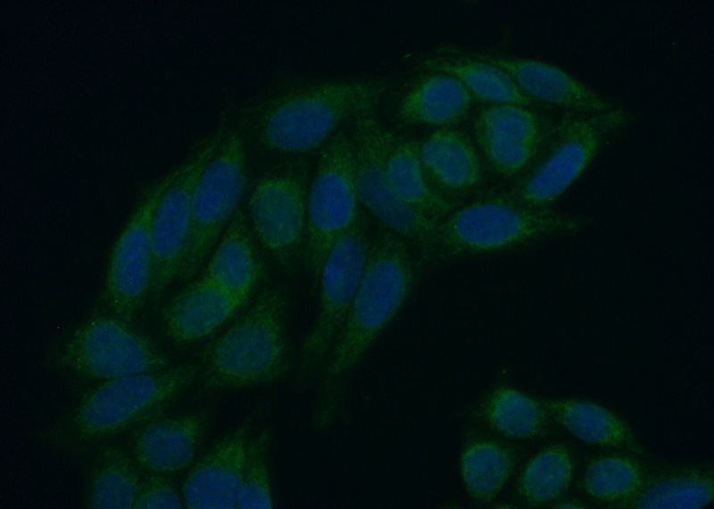 Immunofluorescent analysis of (10% Formaldehyde) fixed HeLa cells using Catalog No:112524(MEX3C Antibody) at dilution of 1:50 and Alexa Fluor 488-congugated AffiniPure Goat Anti-Rabbit IgG(H+L)