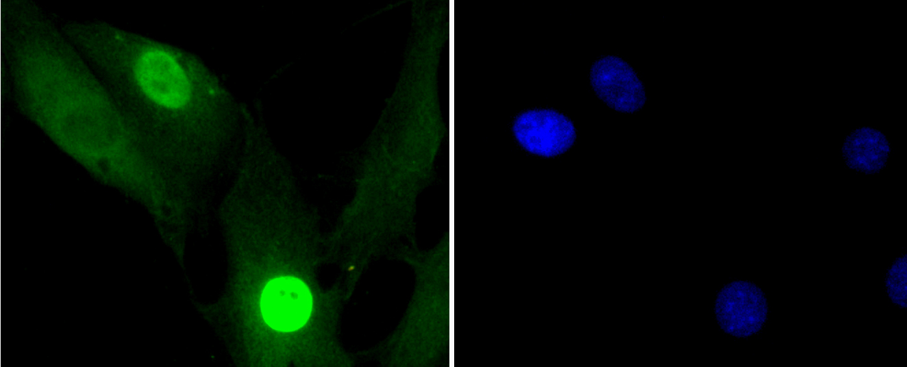 Immunofluorescence - Phospho-Histone H1.3-T17/Histone H1.4-T17 mAb 