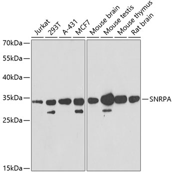 Western blot - SNRPA Polyclonal Antibody 