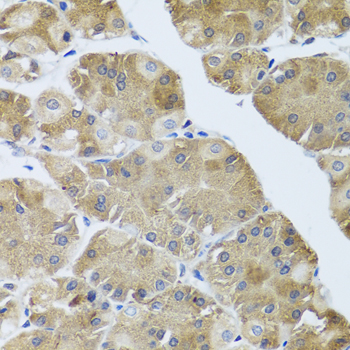 Immunohistochemistry - NMU Polyclonal Antibody 
