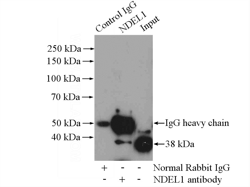 IP Result of anti-NDEL1 (IP:Catalog No:113054, 4ug; Detection:Catalog No:113054 1:300) with HepG2 cells lysate 2400ug.