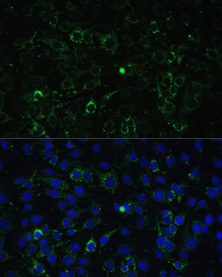 Immunofluorescence - ALDH1A2 Polyclonal Antibody 