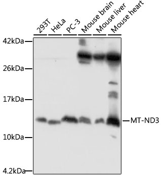 Western blot - MT-ND3 Polyclonal Antibody 