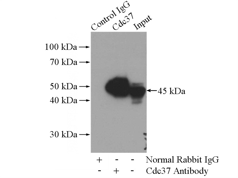 IP Result of anti-CDC37 (IP:Catalog No:109103, 4ug; Detection:Catalog No:109103 1:1000) with HEK-293 cells lysate 3200ug.
