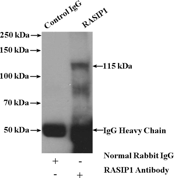 IP Result of anti-RASIP1 (IP:Catalog No:114480, 4ug; Detection:Catalog No:114480 1:500) with mouse lung tissue lysate 4000ug.